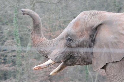 Cacahuètes _4299356014_l.jpg